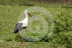 White stork on the meadow searching for the food, green vegetation in background, scene from wildlife, Germany, common bird in its