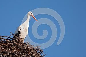 White stork on nest