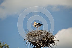 White Stork on the nest