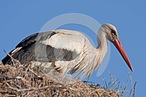 White stork on the nest