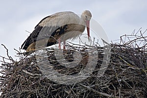 White stork on the nest