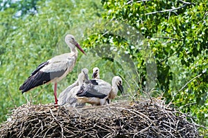 White stork nest