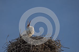 White stork in the nest