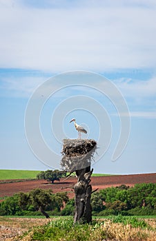 White stork on nest photo