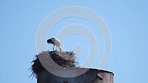 white stork in the nest checks the condition of the clutch