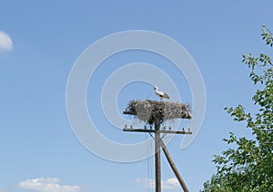 White stork on the nest at the electric pole