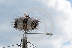 White stork in the nest