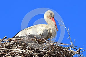 White stork in nest on house roof