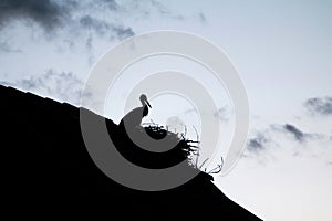 White stork in nest on house roof, Lonjsko polje, Croatia