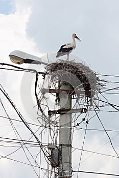 White stork nest on a light pole in Romania