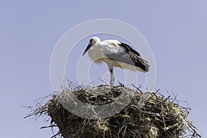 White Stork in the nest photo