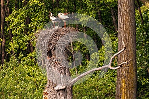 A white stork in a nest with offspring rattles its beak as a courtship ritual