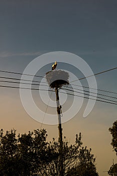 White Stork nest on a pole