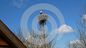 White stork in the nest preens their feathers