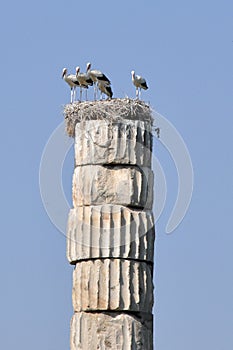 White Stork Nest at Temple Of Artemis at Selcuk near Ephesus, Turkey