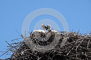 White Stork and nest on top of refurbished wooden houses in Eropean stork village Cigoc, Croatia