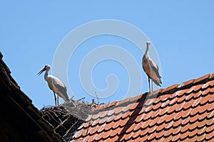 White Stork and nest on top of refurbished wooden houses in european stork village Cigoc, Croatia