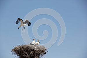 White Stork Nest