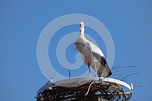 The white stork nesting on the brake castel