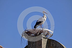 The white stork nesting on the brake castel