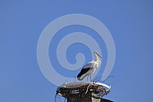 The white stork nesting on the brake castel