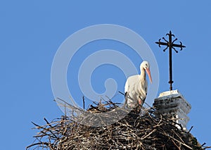 White Stork Nesting on a Church in Chiclana de la Frontera, Spain photo