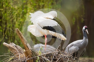 White stork nesting