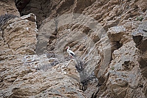 White stork nesting on cliff in Falces, Navarra, Spain