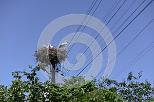 White stork with nestlings sits high in a nest on electric pole. Symbol of fertility. Blue sky background