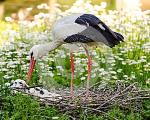 White stork with offspring