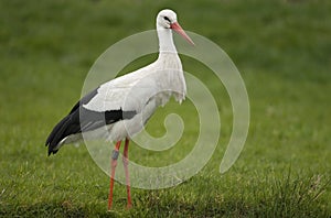 White Stork; Ooievaar; Ciconia ciconia