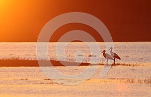 White stork partner spain