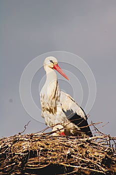 White stork perched on its nest of brown twigs, its distinctively red beak glowing in the light