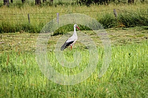 White stork in Poland