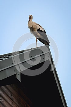 White stork in Poland