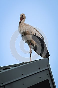 White stork in Poland