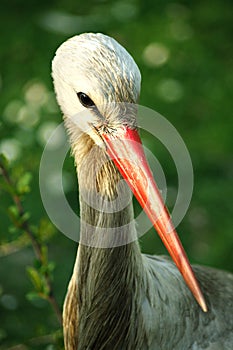 White stork portrait