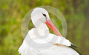 White stork portrait close up