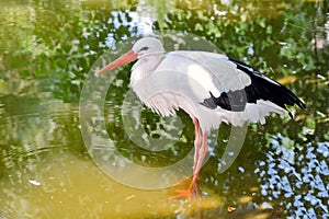 White Stork Portrait Standing in Pond