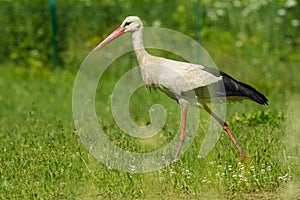 White stork preparing to deliver babies