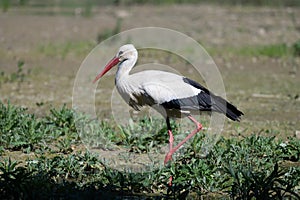 White Stork in Racconigi