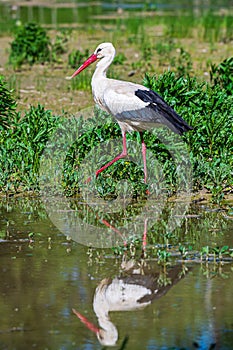 White Stork in Racconigi