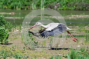 White Stork in Racconigi