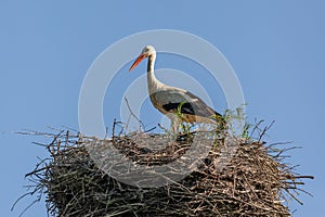 A white stork with red beak standing on its nest