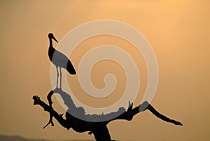 White stork rests in the field