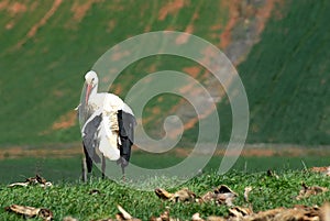 White stork rests in the field
