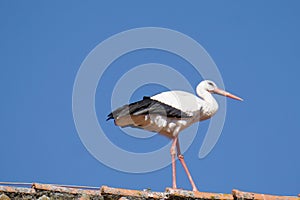 White stork on the roof on blue sky background