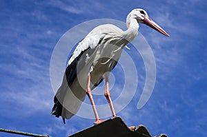 White stork on the roof of a house