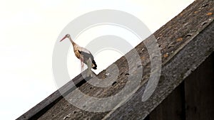 White stork on the roof of a house