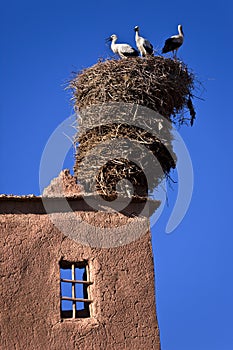 The White Stork's nest